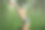 女孩做瑜伽在一个夏天的森林侧面照片图片下载