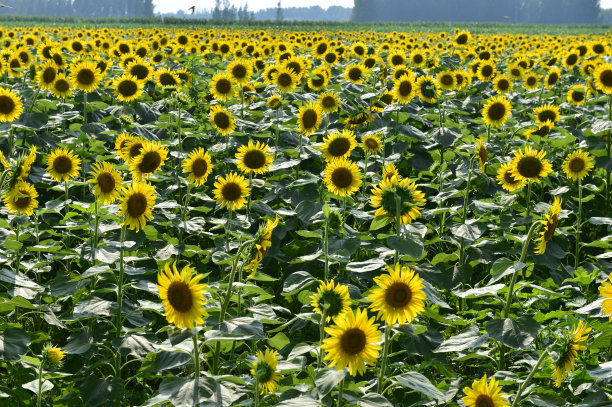 田野里的向日葵图片下载