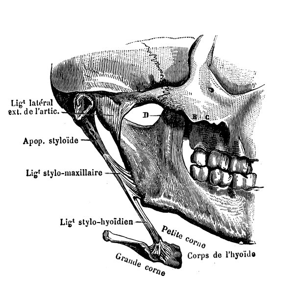 颞下颌关节图片下载