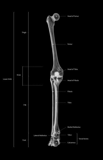 人体骨骼、下肢解剖、骨系统或腿骨后视图信息图- 3d -人体解剖-医学图-教育和人体概念-黑白x线彩色胶卷图片下载