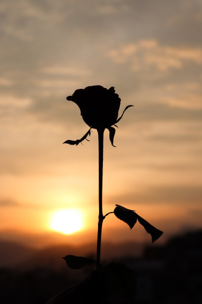 玫瑰轮廓图片下载