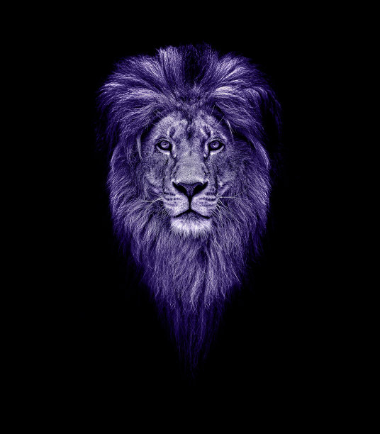 美丽的狮子肖像，黑暗中的狮子。领导者的肖像。王紫外线图片下载