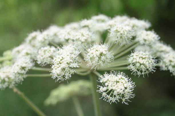 森林里盛开的欧芹图片下载