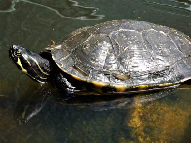 版权免费照片——我早上游泳——关闭海龟在池塘——动物的形象背景——把我的脖子——晴天泡在泳池里动物图片-酷爬行动物照片在动物园-先生龟龟在水里图片下载