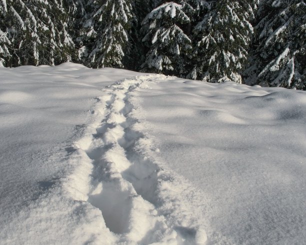 冬天的雪景图片下载