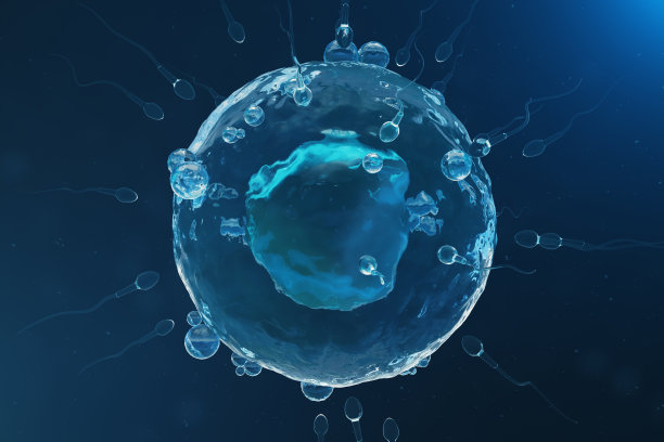 精子和卵细胞，卵细胞。本地和自然施肥-近景。孕育，是新生命的开始。三维演示图片下载