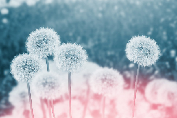 蒲公英的花图片下载