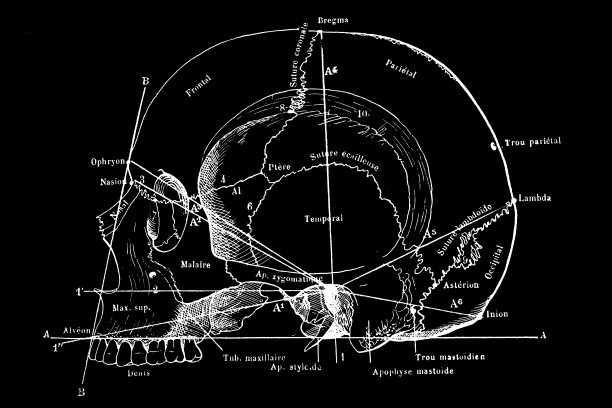 有标签和测量的人类头骨图片下载