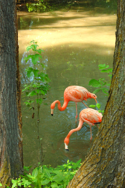 公园池塘里的玫瑰火烈鸟图片下载