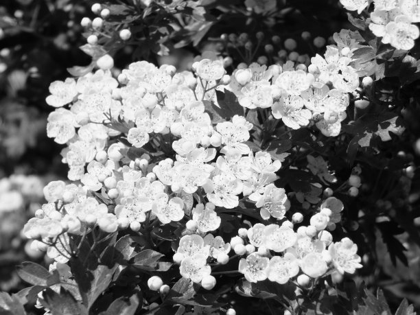 春季野山山楂花的黑白照片图片下载