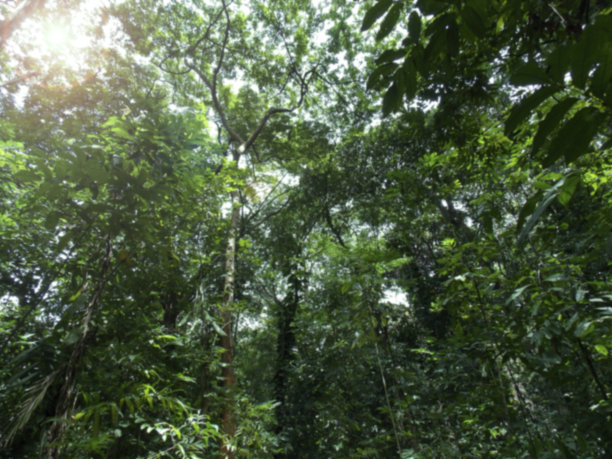 大西洋森林模糊背景图片下载