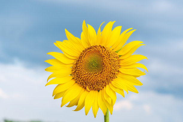 美丽的向日葵在野外自然的背景图片下载