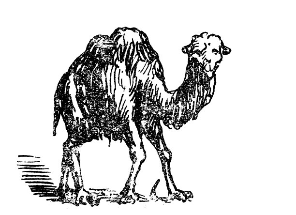 骆驼图片下载