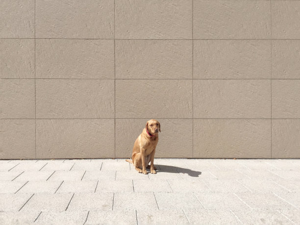 悲伤和被遗弃的狗在户外图片下载