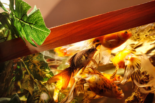 鱼缸里的鱼被照亮了图片下载