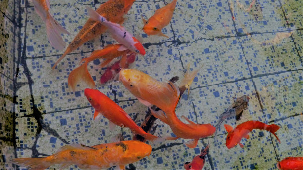 鱼缸里的鱼图片下载