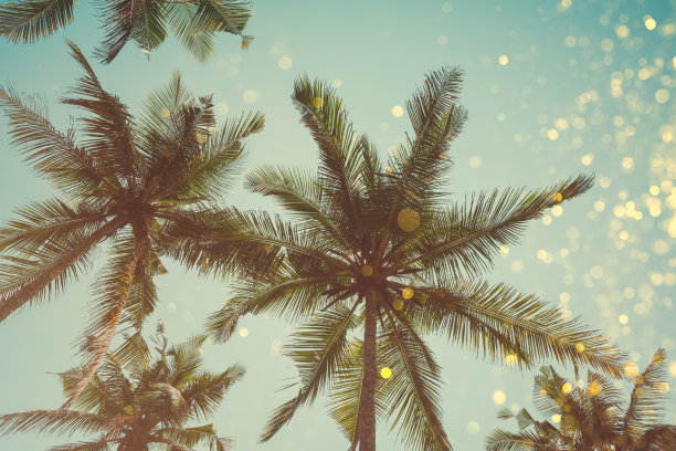 棕榈树色调复古，金光闪闪的灯光效果图片下载