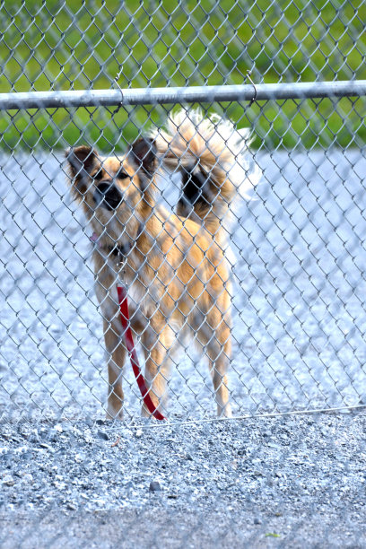 金属围栏后面的宠物狗图片下载