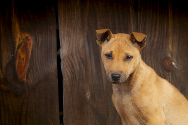 狗很好奇，看起来很可爱图片下载