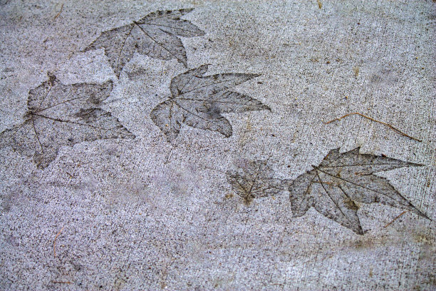 叶子在混凝土图片下载