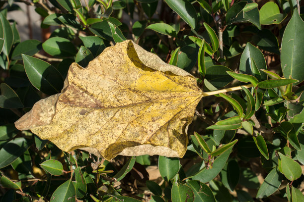 一片单独的绿叶图片下载