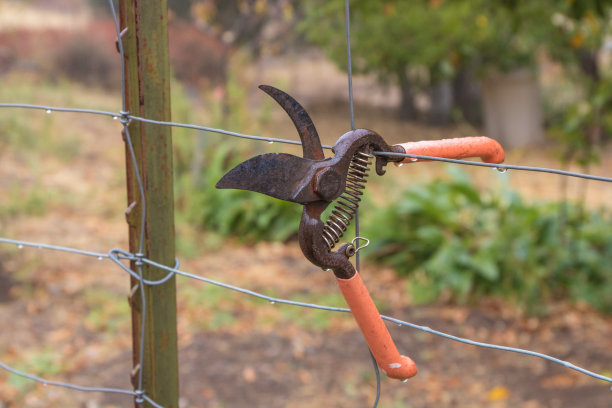 这是一对在雨中悬挂在铁丝篱笆上的老旧生锈的花园剪刀的特写，背景是花园，春天的乡村生活方式图片下载