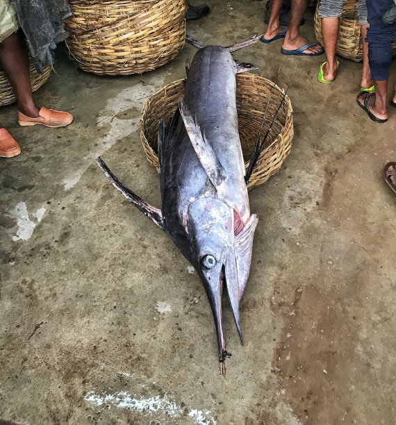 捕获大量海鱼图片下载