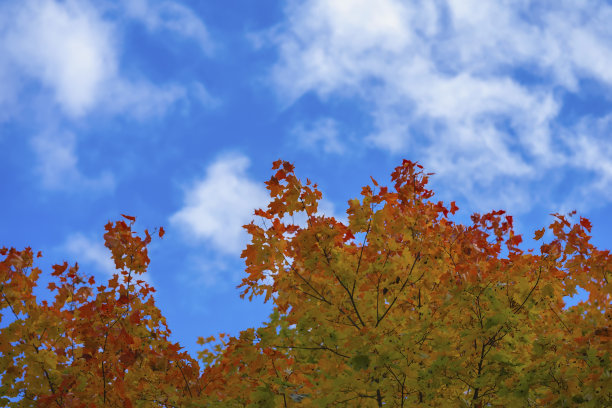 秋天，枫树用鲜艳的桔黄色叶子映衬着蓝色的多云天空，自然的秋天背景，复制空间图片下载