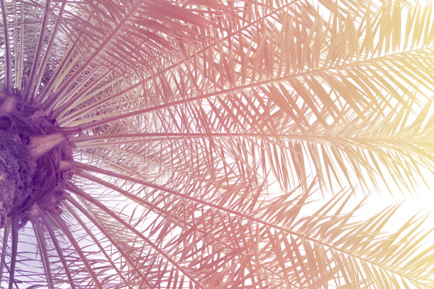 棕榈树叶子的特写。看下面。彩色照片图片下载