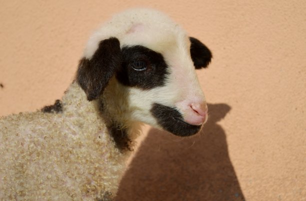 一只小羊羔图片下载