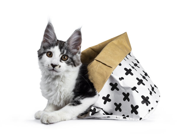 顽皮的蓝色虎斑高白色丑角缅因猫小猫躺在黑白纸袋，在镜头孤立的白色背景图片下载