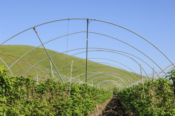 新的树莓植物生长在冠架下图片下载