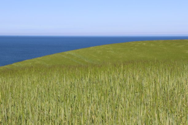 变形草文摘图片下载