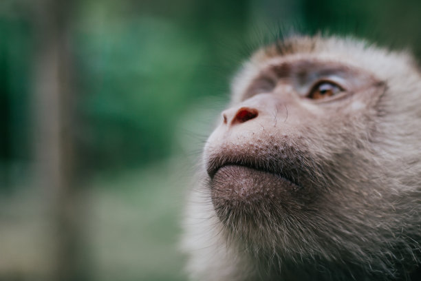 泰国猴子肖像图片下载