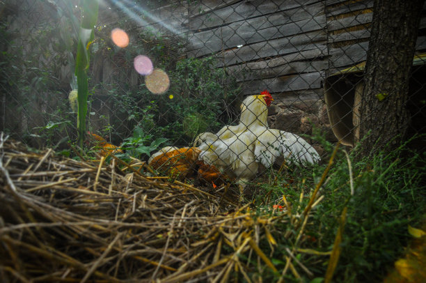 鸡日落图片下载