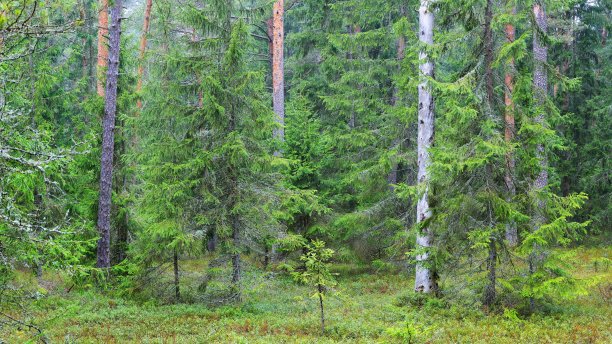 黑松林全景图图片下载