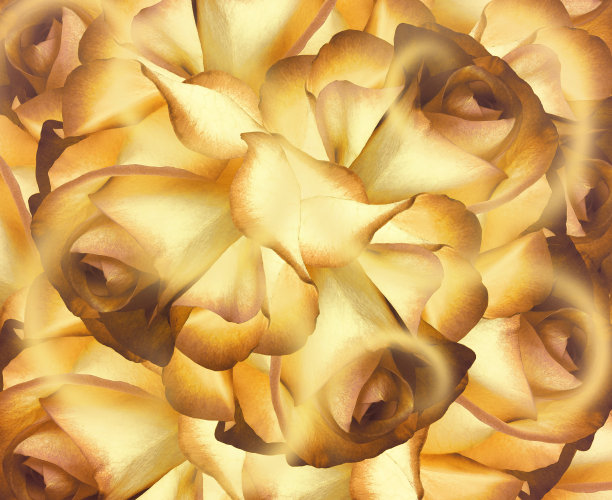 花秋天背景。黄白橙花背景的玫瑰。大自然。图片下载