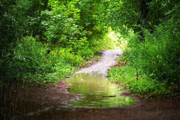 夏天花园在雨天图片下载