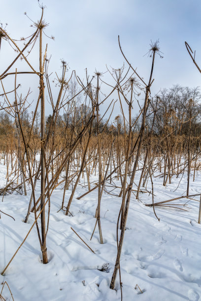 危险有毒植物猪草图片下载