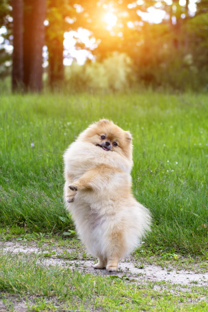 小狗用后腿站立。有趣的小狗。图片下载