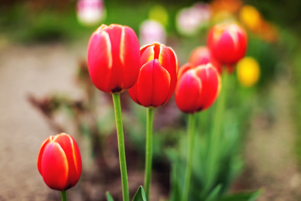 浅景深(只有花瓣边缘聚焦)的郁金香球茎照片，与更多模糊的花在后面。抽象的春天的背景。图片下载
