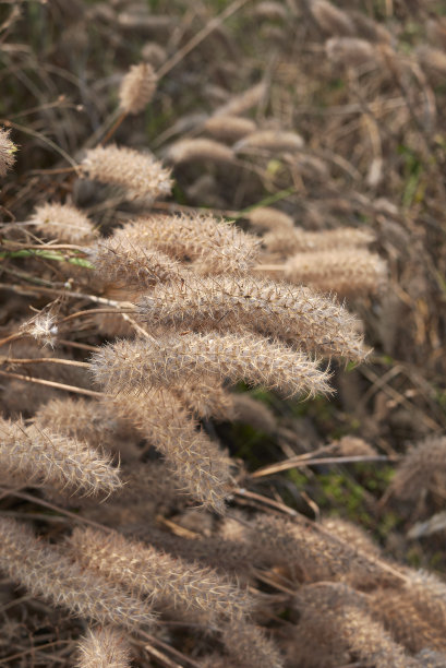 三叶草图片下载