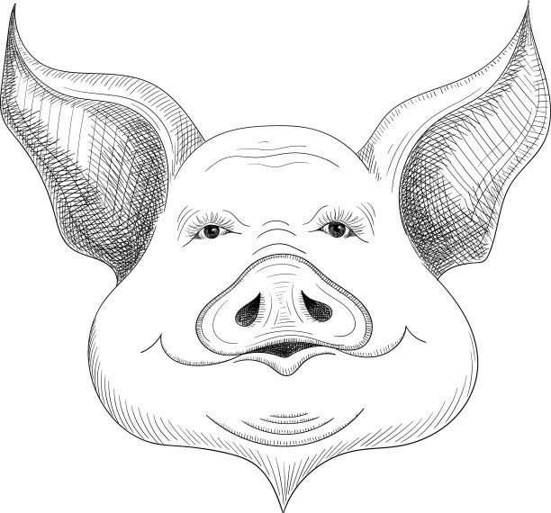 手绘猪素描孤立在白色背景。图片下载