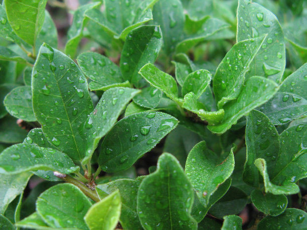 绿叶上的晨露图片下载