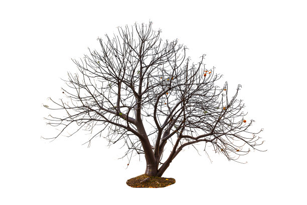 孤立的树图片下载