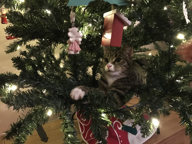 爬树猫图片下载