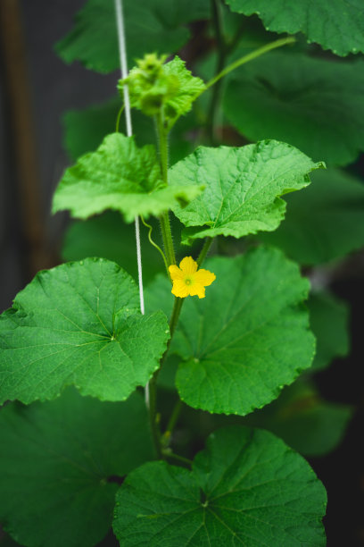 温室里的甜瓜树图片下载