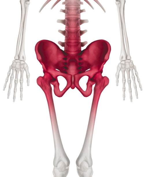 下半长人体骨骼前视图腰椎骨红色高亮-髋关节和股骨骨关节炎疼痛区域- 3D医学插图-人体解剖学和医学概念-白色背景。图片下载