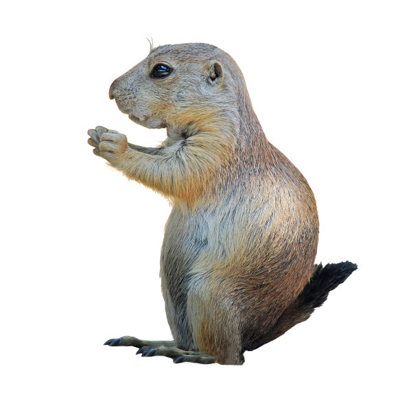 松鼠孤立在白色背景上图片下载
