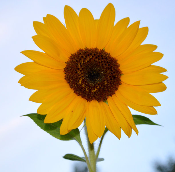 向日葵图片下载